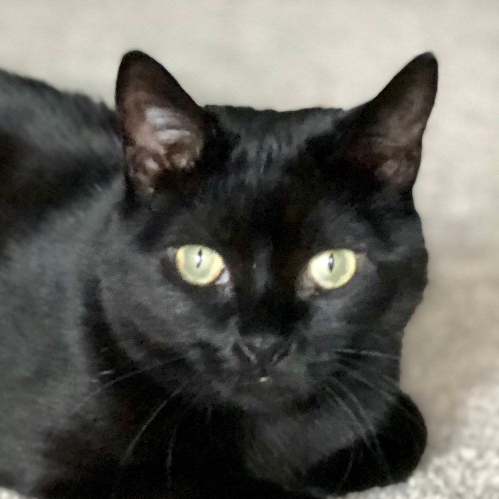 Meet your Posher, Suzanne